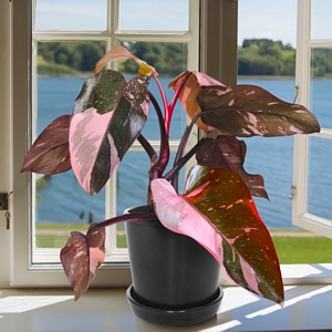 Philodendron Pink Princess